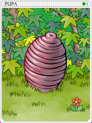 Pupa Card illustration