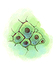 Sea Otter Cell