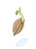 Mung Bean Seed