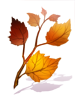Autumn Breath Branch