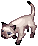 Enchant Cat